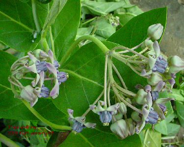 Calotropis gigantea