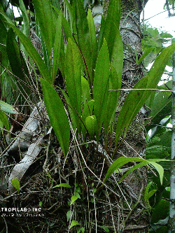 Anthurium gracile