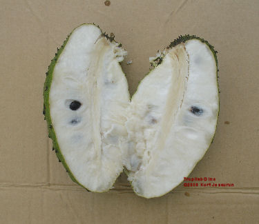 Annona muricata - Graviola cut open fruit