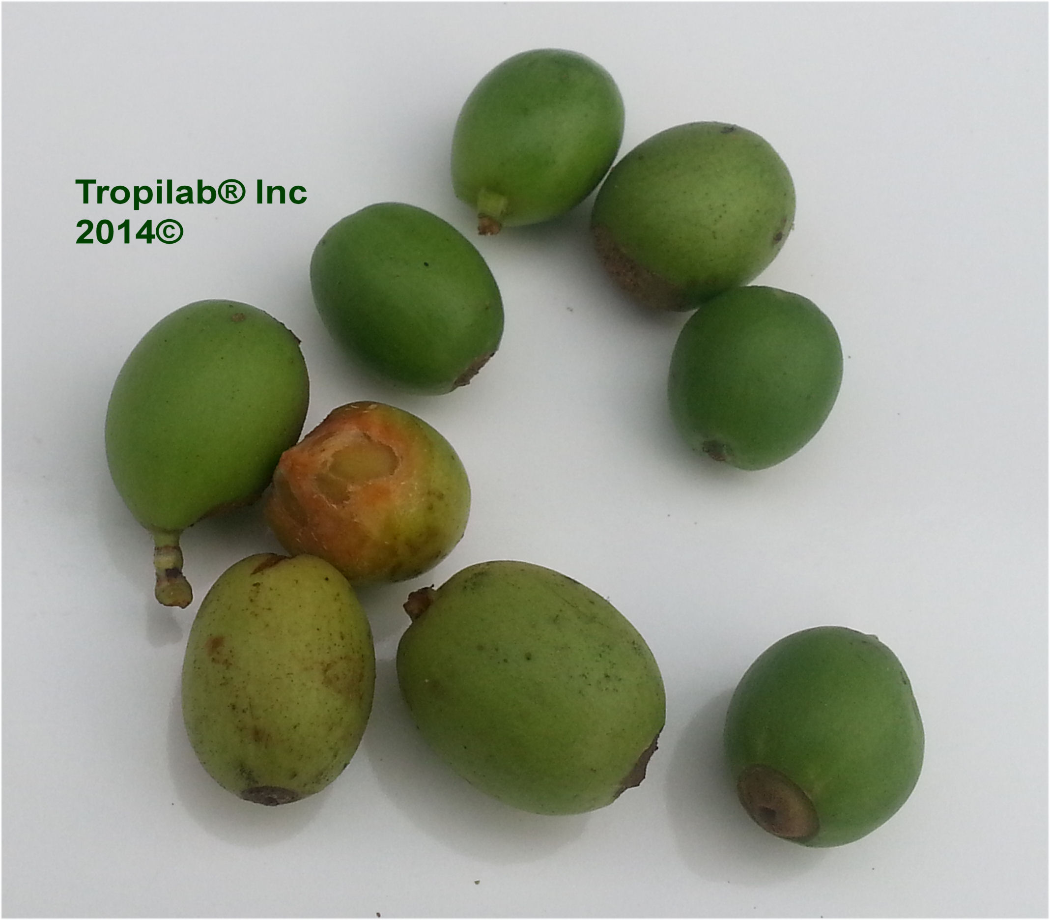 Coffea arabica; Green Coffee bean - Tropilab