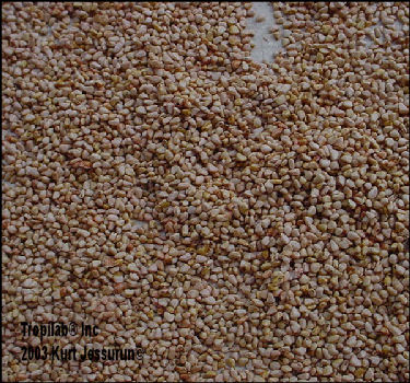 Psidium guajava (Guava) seeds - Tropilab