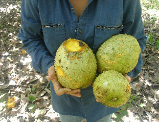 Annona montana - Wild custard apple