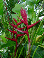 Heliconia