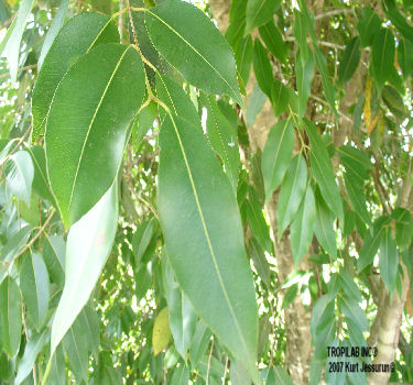 Jamun leaves