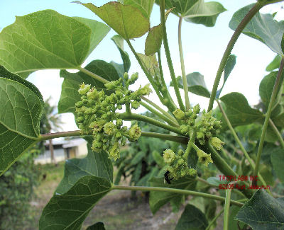 physic nut flowers