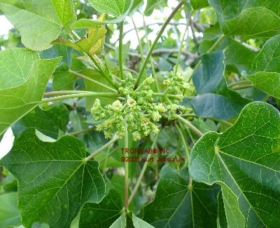 physic nut flowers