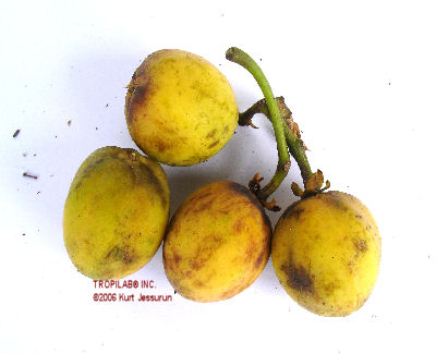 ripe fruit physic nut