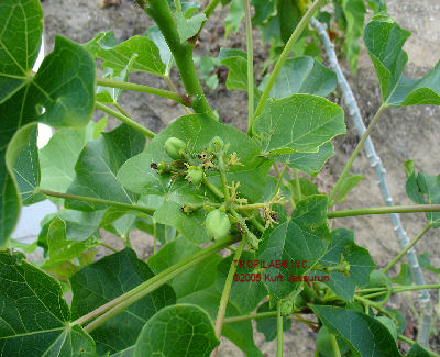 young fruits jatropha curcas