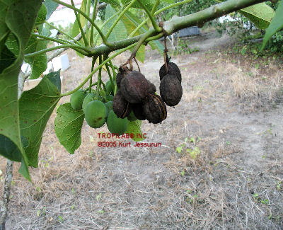 Jatropha curcas