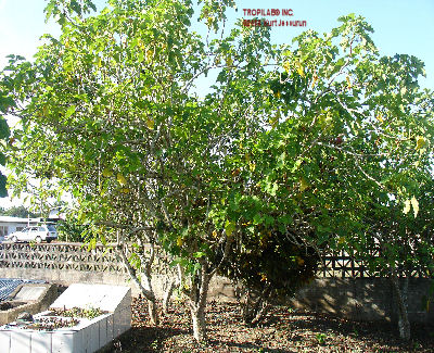 Jatropha curcas