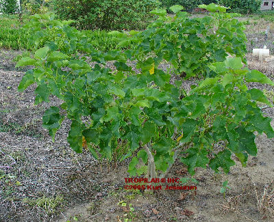 Jatropha curcas tree