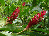 Alpinia purpurata 