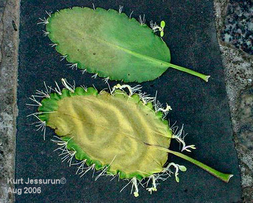 Leaf with roots