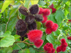 Bixa orellano-Annato seedpods. Seeds are used as dye for the food -, cosmetic - and soap industries. (Tropilab)