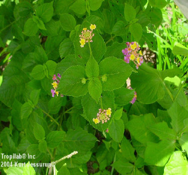 Lantana camara purple