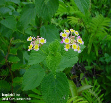 Lantana camara purple