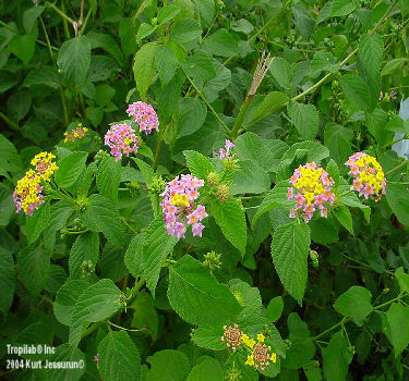 Lantana camara purple