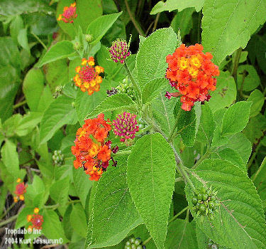 Lantana camara - Wild sage (TROPILAB).