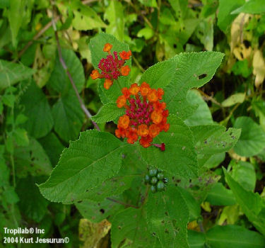 Lantana camara seeds