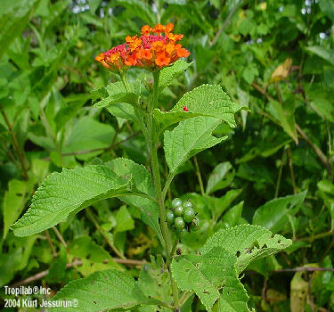 Lantana camara seeds