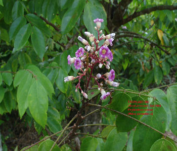 Phyllanthus acidus flowers