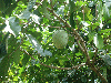 Annona montana 