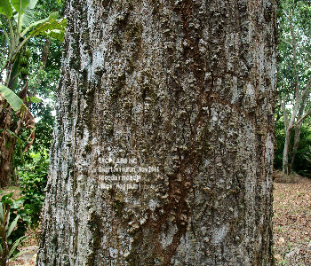 Spondias mombin- Hog plum outer bark - TROPILAB