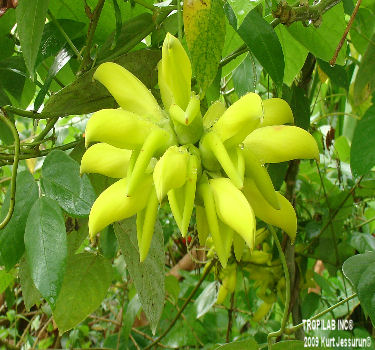 Mucuna pruriens flower