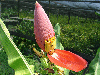 Musa ornata 