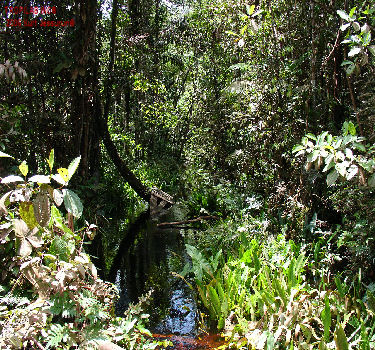 Amazon forest