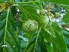 Morinda citrifolia 