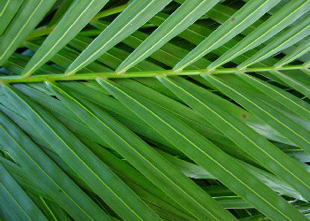 Palm leaves