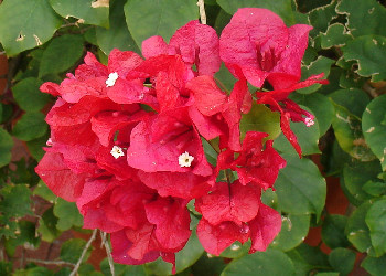 Bougainvillea