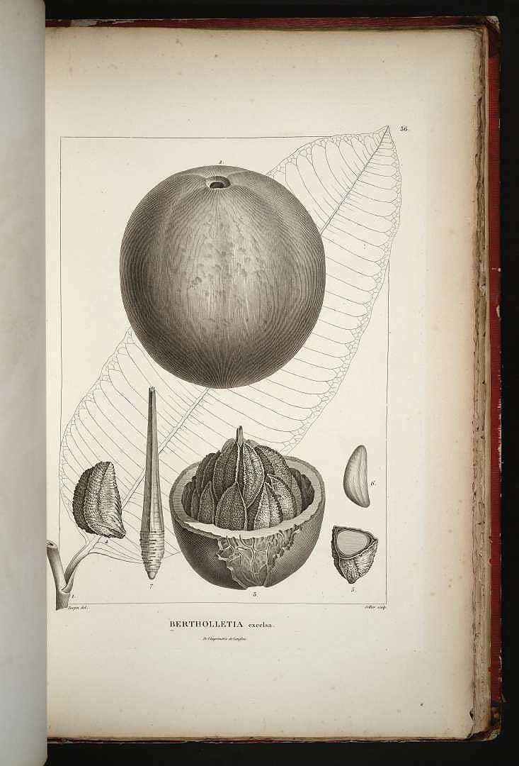 Bertholletia excelsa