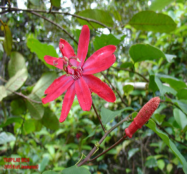 Passiflora flower