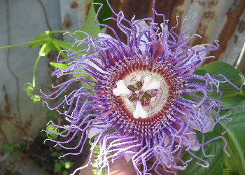 Passiflora quadrangularis - Giant granadilla flower