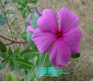 Vinca rosea