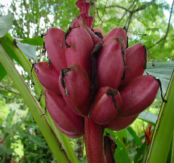 Pink Banana