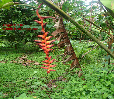 Heliconia pogonantha