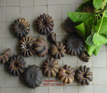 Hura crepitans - sandbox tree seedpods