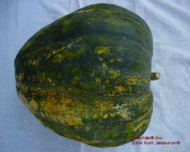 Cucurbita moschata