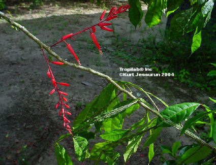 Quassia amara flowers