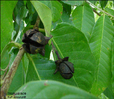 Queen's flower seedpod