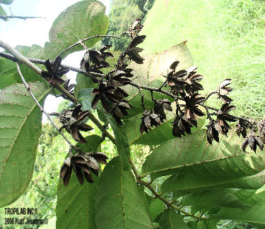 Queen's flower seedpod