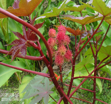 Ricinus carmencita