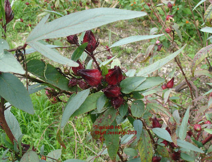 Hibiscus sabdariffa