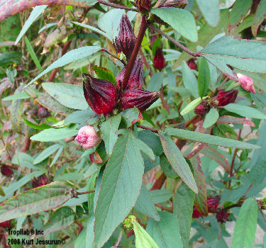 Roselle calyx