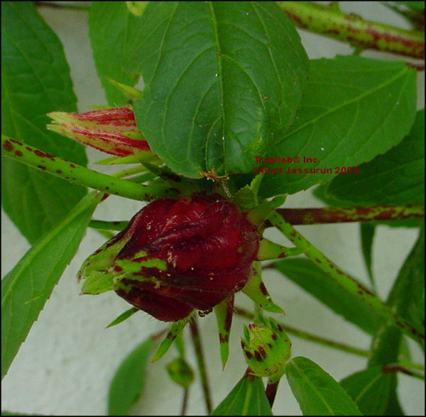 Hibiscus sabdariffa