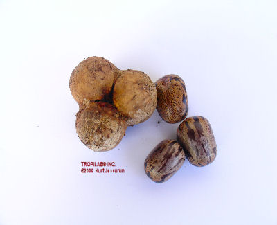 Hevea brasiliensis seeds