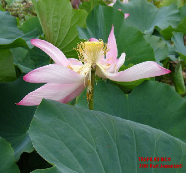 Nelumbo nucifera